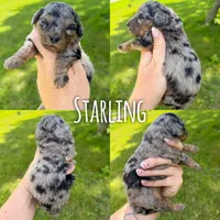 Starling - Micro Mini F1b, a female Miniature Aussiedoodle for sale in Columbia City, IN – 2 of 8