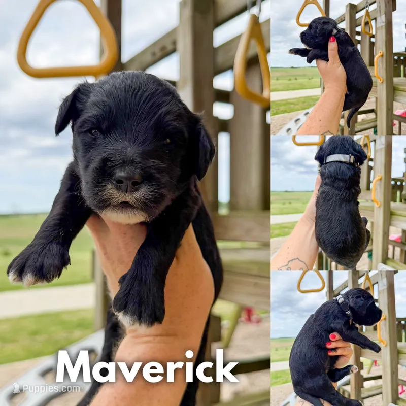 Maverick - F1b – Goldendoodle puppy for sale in Columbia City, IN