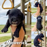 Maverick - F1b, a male Goldendoodle for sale in Columbia City, IN – 1 of 4
