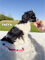 Freya - AKC Tri Parti, a female Poodle - Standard  for sale in Columbia City, IN – 2 of 9