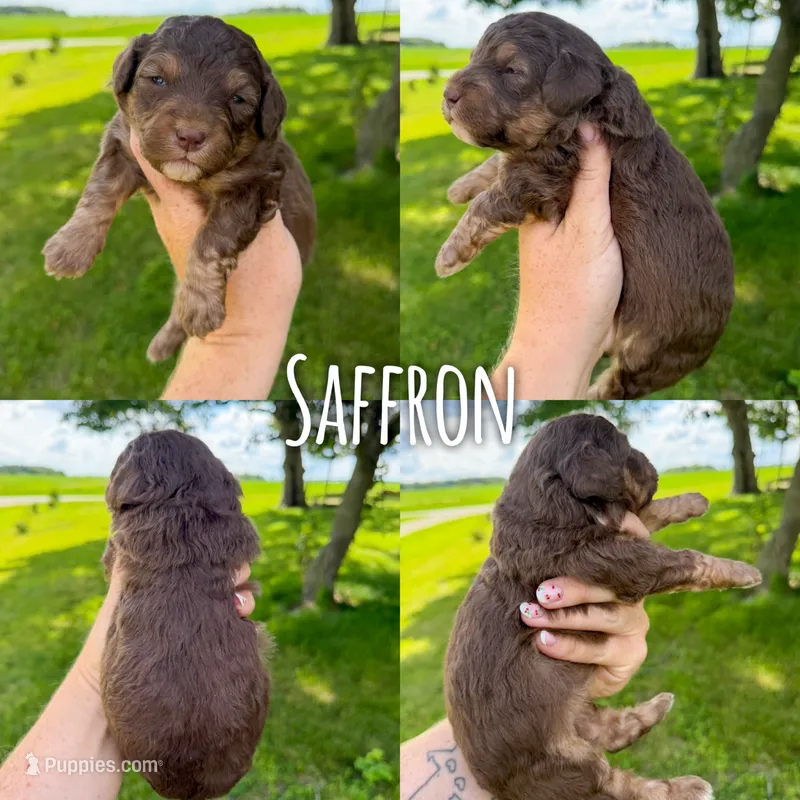 Saffron - Micro Mini F1b – Miniature Aussiedoodle puppy for sale in Columbia City, IN