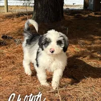 Crown - Standard F1, a female Aussiedoodle for sale in Columbia City, IN – Photo 2 of 8