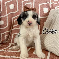 Crown - Standard F1, a female Aussiedoodle for sale in Columbia City, IN – Photo 5 of 8