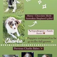 Crown - Standard F1, a female Aussiedoodle for sale in Columbia City, IN – Photo 8 of 8