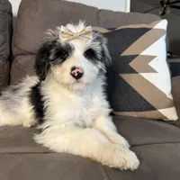 Crown - Standard F1, a female Aussiedoodle for sale in Columbia City, IN – Photo 1 of 8