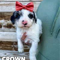 Crown - Standard F1, a female Aussiedoodle for sale in Columbia City, IN – Photo 6 of 8