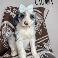 Crown - Standard F1, a female Aussiedoodle for sale in Columbia City, IN – Photo 4 of 8