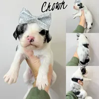 Crown - Standard F1, a female Aussiedoodle for sale in Columbia City, IN – Photo 7 of 8