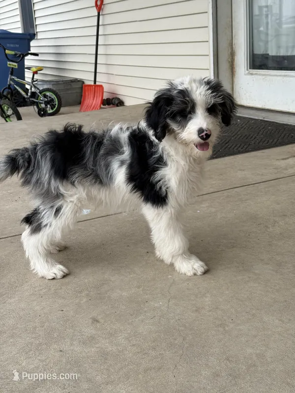 Crown - Standard F1 – Aussiedoodle puppy for sale in Columbia City, IN
