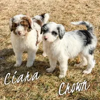 Crown - Standard F1, a female Aussiedoodle for sale in Columbia City, IN – Photo 3 of 8