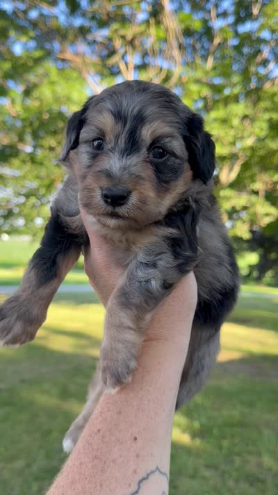 Stryker - Micro Mini F1b, a male Miniature Aussiedoodle for sale in Columbia City, IN – 8 of 8