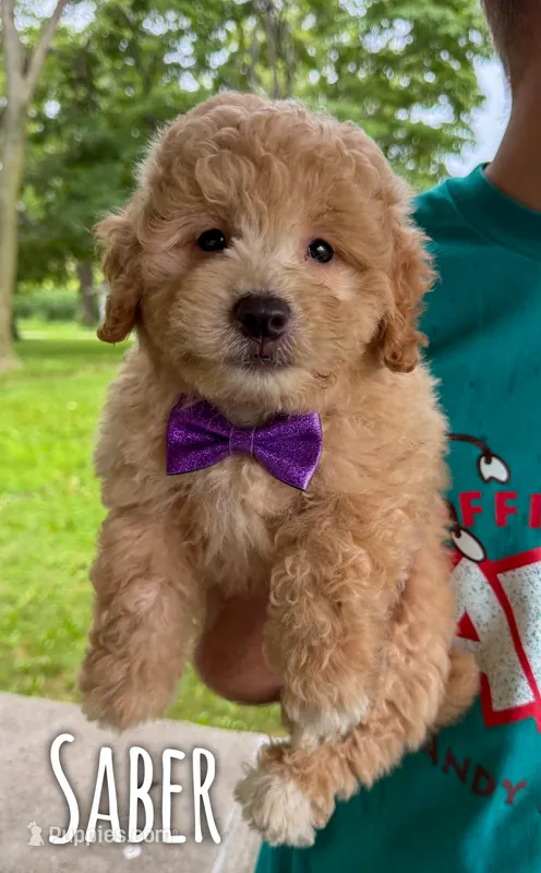 Saber - Micro Mini F1b – Miniature Aussiedoodle puppy for sale in Columbia City, IN