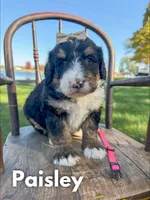 Paisley - Standard F1, a female Bernedoodle for sale in Columbia City, IN – Photo 4 of 9