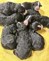 Paisley - Standard F1, a female Bernedoodle for sale in Columbia City, IN – Photo 7 of 9