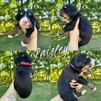 Paisley - Standard F1, a female Bernedoodle for sale in Columbia City, IN – Photo 6 of 9