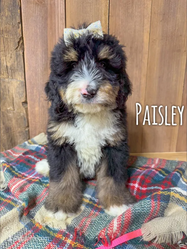 Paisley - Standard F1