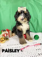 Paisley - Standard F1, a female Bernedoodle for sale in Columbia City, IN – Photo 2 of 9
