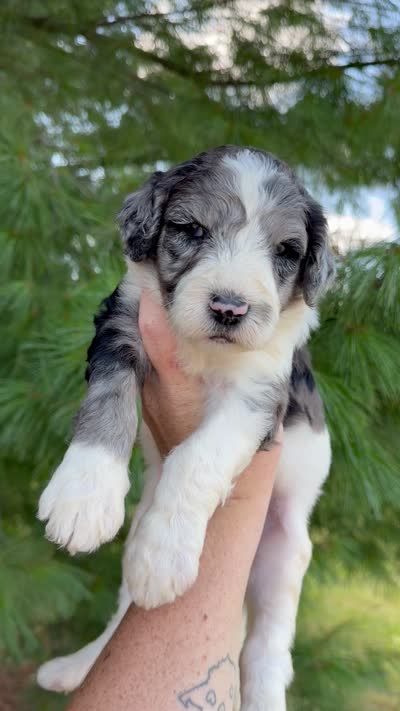 Mabel - Standard F1b, a female Goldendoodle for sale in Columbia City, IN – 3 of 3
