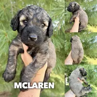 McLaren - Standard F1b, a male Goldendoodle for sale in Columbia City, IN – 1 of 3