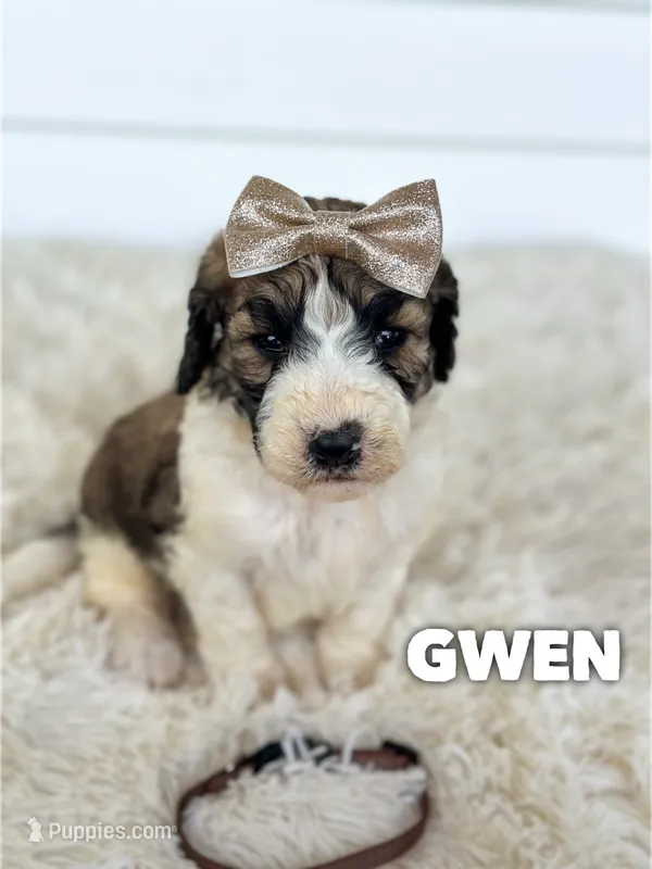 Gwen - standard f1b – Saint Berdoodle puppy for sale in Columbia City, IN