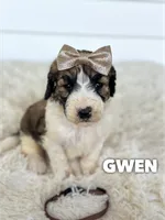 Gwen - standard f1b, a female Saint Berdoodle for sale in Columbia City, IN – 1 of 2