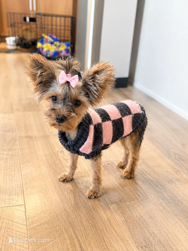 AKC Teacup Junie  – Yorkshire Terrier puppy for sale in Columbia City, IN