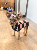 AKC Teacup Junie , a female Yorkshire Terrier for sale in Columbia City, IN – 1 of 6