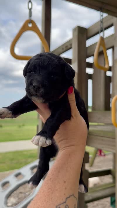 Murphy - F1b, a male Goldendoodle for sale in Columbia City, IN – 4 of 4