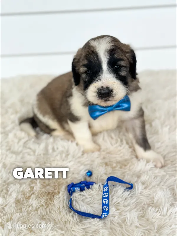 Garett - standard f1b – Saint Berdoodle puppy for sale in Columbia City, IN