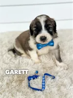 Garett - standard f1b, a male Saint Berdoodle for sale in Columbia City, IN – 1 of 2
