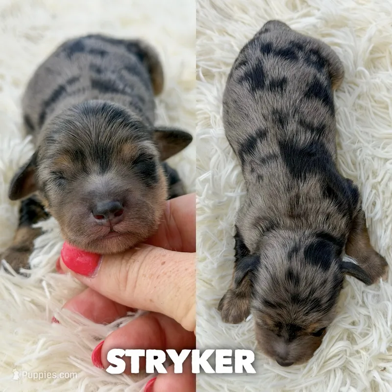 Stryker - Micro Mini F1b – Miniature Aussiedoodle puppy for sale in Columbia City, IN