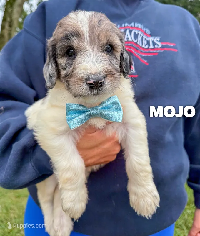 Mojo - Standard F1b – Goldendoodle puppy for sale in Columbia City, IN
