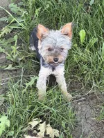 AKC Teacup Junie , a female Yorkshire Terrier for sale in Columbia City, IN – 2 of 4