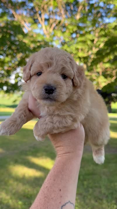 Saber - Micro Mini F1b, a male Miniature Aussiedoodle for sale in Columbia City, IN – 8 of 8