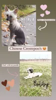 Marie , a female Chinese Crested and Poodle - Toy  for sale in Columbia City, IN – 2 of 2