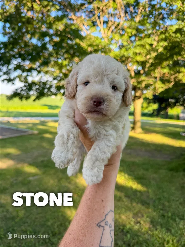 Stone - Micro Mini F1b – Miniature Aussiedoodle puppy for sale in Columbia City, IN
