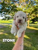 Stone - Micro Mini F1b, a male Miniature Aussiedoodle for sale in Columbia City, IN – 1 of 8