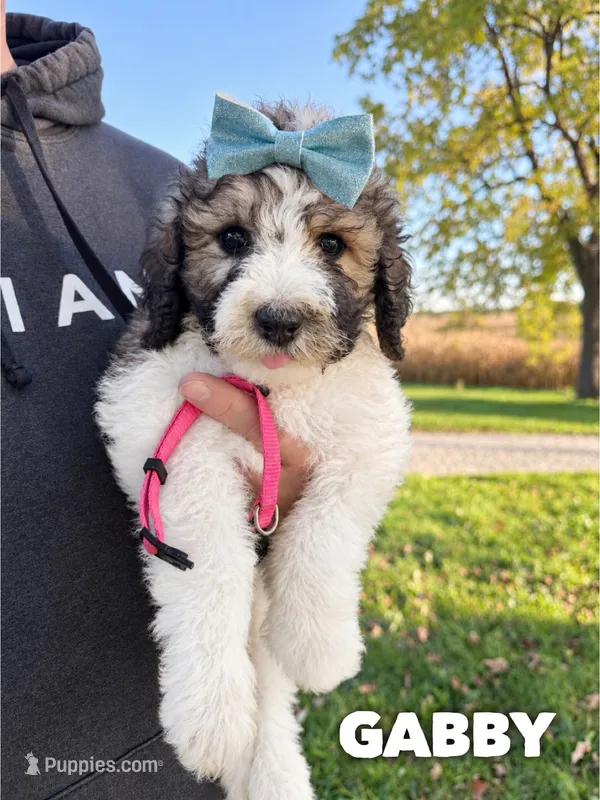 Gabby - standard f1b – Saint Berdoodle puppy for sale in Columbia City, IN