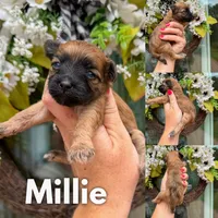 Millie , a female Chinese Crested and Poodle - Toy  for sale in Columbia City, IN – 1 of 3