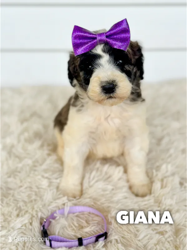Giana - standard f1b – Saint Berdoodle puppy for sale in Columbia City, IN