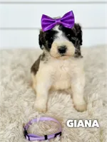 Giana - standard f1b, a female Saint Berdoodle for sale in Columbia City, IN – 1 of 2