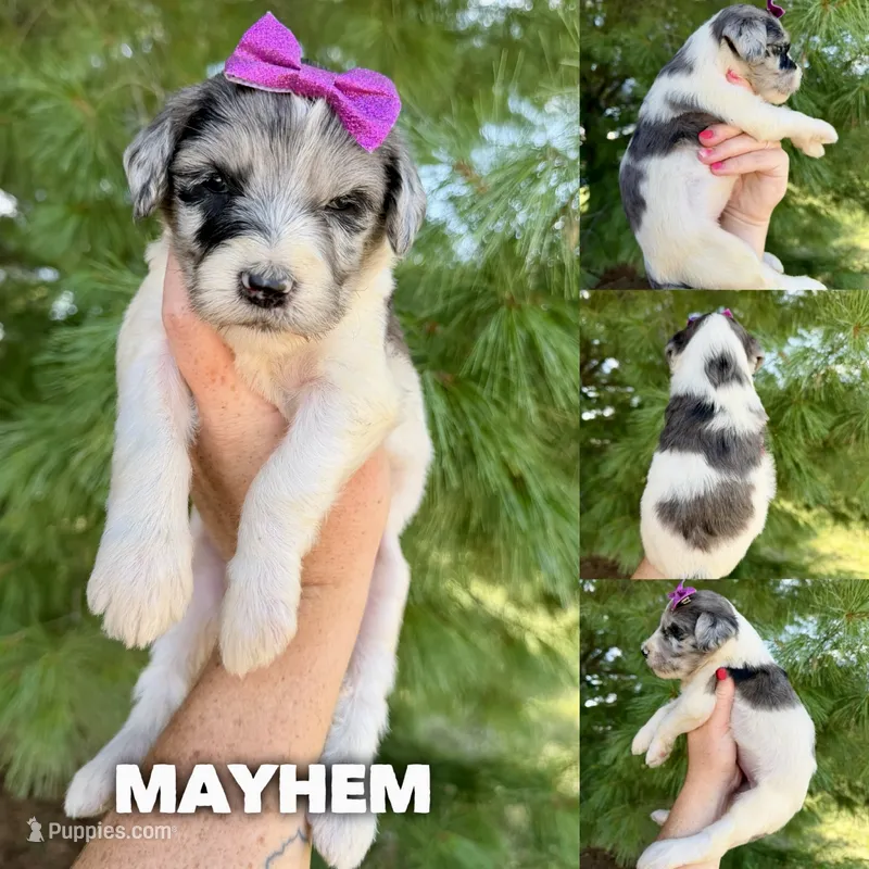 Mayhem - Standard F1b – Goldendoodle puppy for sale in Columbia City, IN