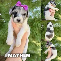Mayhem - Standard F1b, a female Goldendoodle for sale in Columbia City, IN – 1 of 3