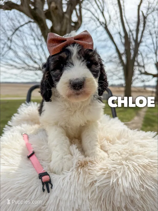 Chloe - Standard F1b – Saint Berdoodle puppy for sale in Columbia City, IN
