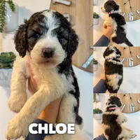 Chloe - Standard F1b, a female Saint Berdoodle for sale in Columbia City, IN – Photo 1 of 3