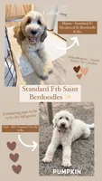 Chloe - Standard F1b, a female Saint Berdoodle for sale in Columbia City, IN – Photo 2 of 3