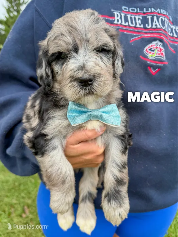 Magic - Standard F1b – Goldendoodle puppy for sale in Columbia City, IN