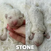 Stone - Micro Mini F1b, a male Miniature Aussiedoodle for sale in Columbia City, IN – 1 of 4
