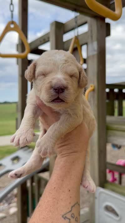 Marvin - F1b, a male Goldendoodle for sale in Columbia City, IN – 4 of 4