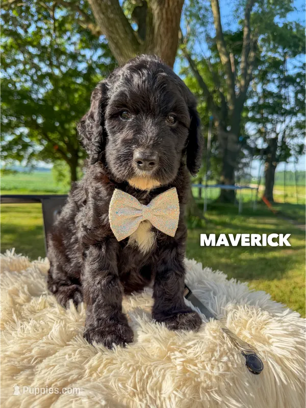 Maverick - F1b – Goldendoodle puppy for sale in Columbia City, IN